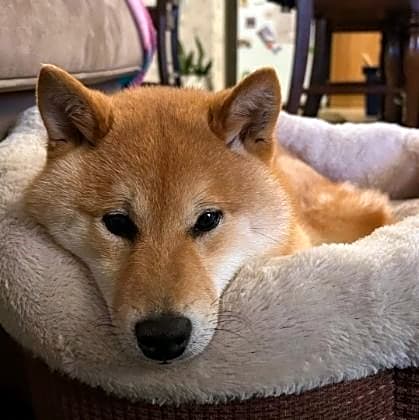 Photo of Foxy