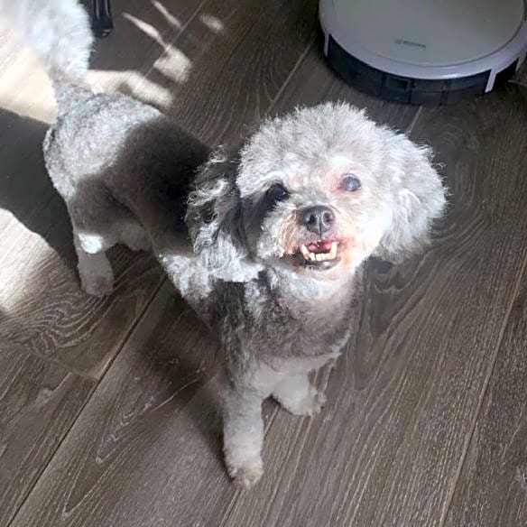 Photo of Lady