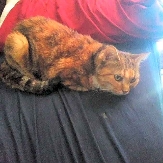 Photo of Stripey
