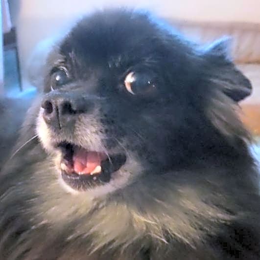 Photo of Gidget