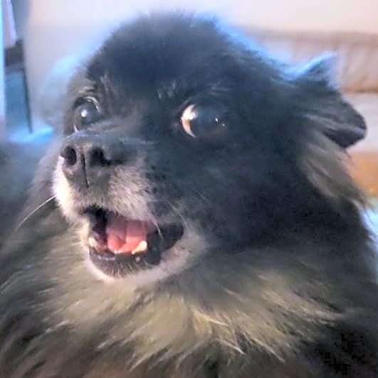 Photo of Gidget