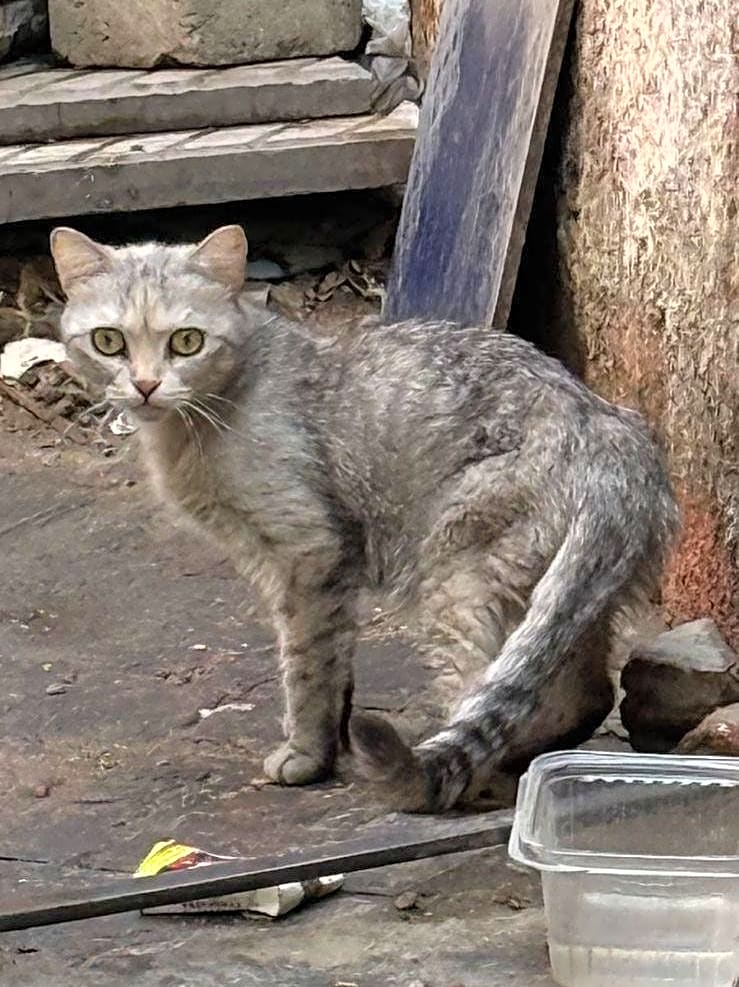 Photo of June TNVR of 5 cats