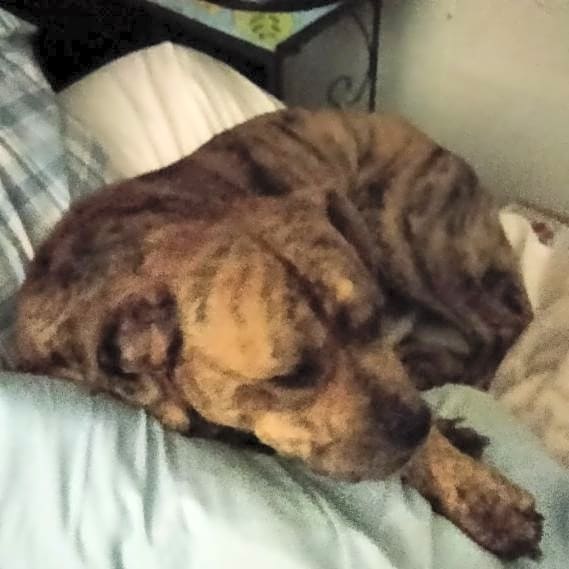 Photo of Scrappy