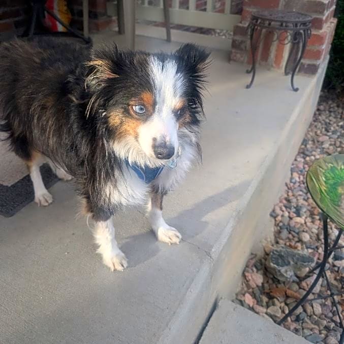 Photo of Gizmo