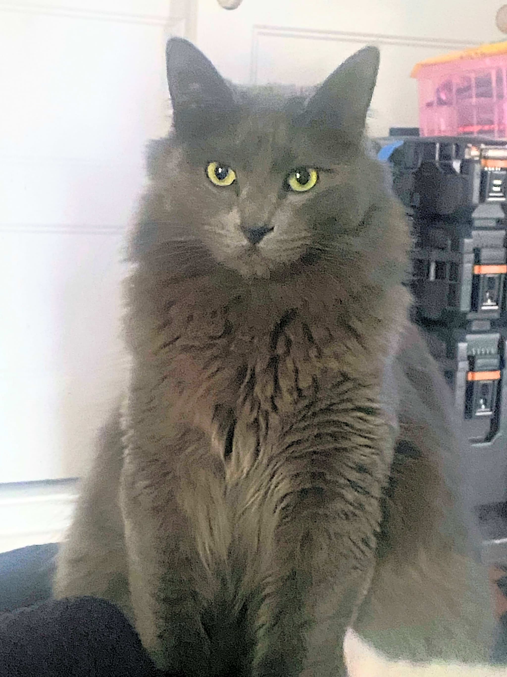 Photo of Sharkleberry Finn
