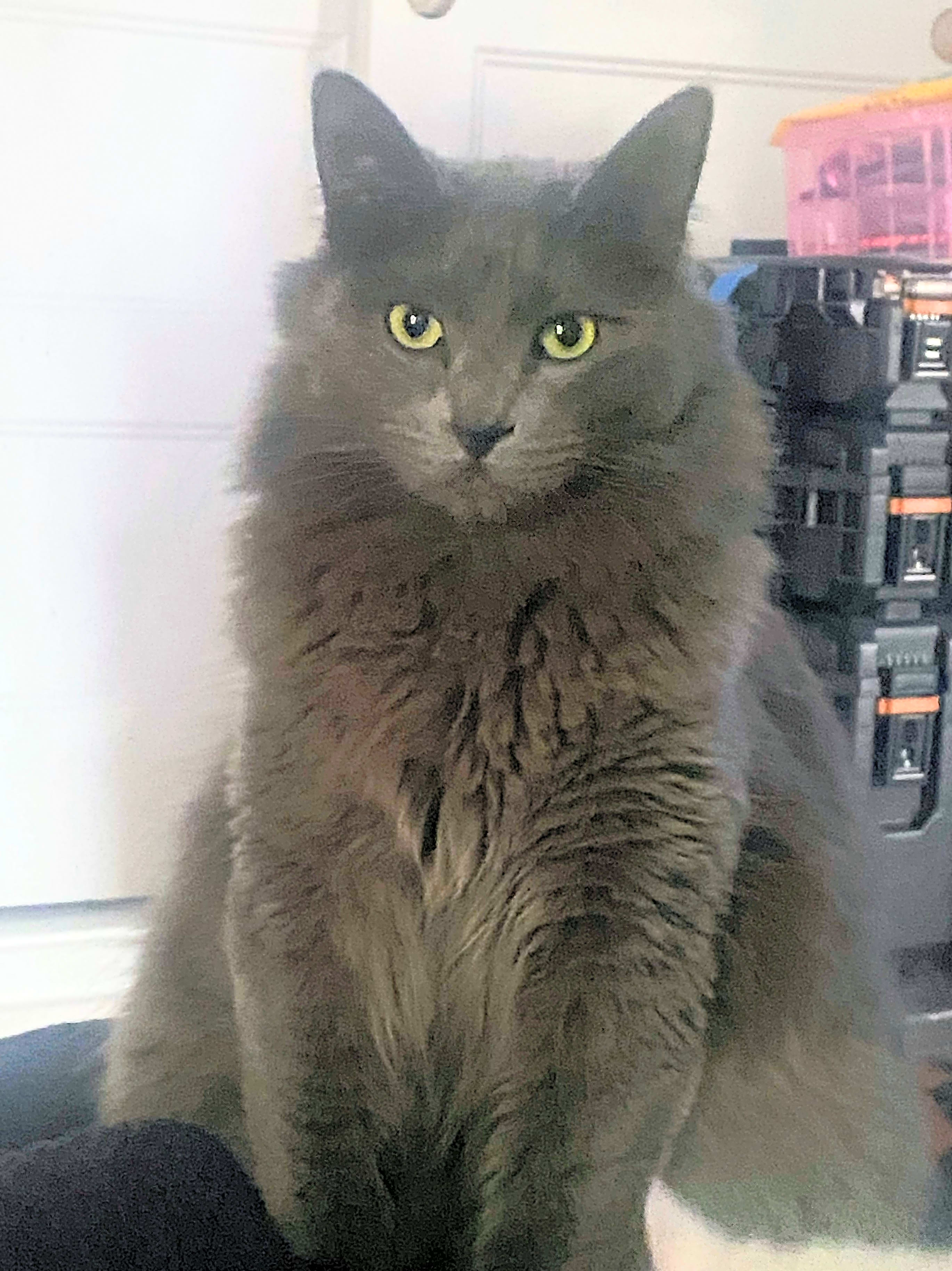 Photo of Sharkleberry Finn