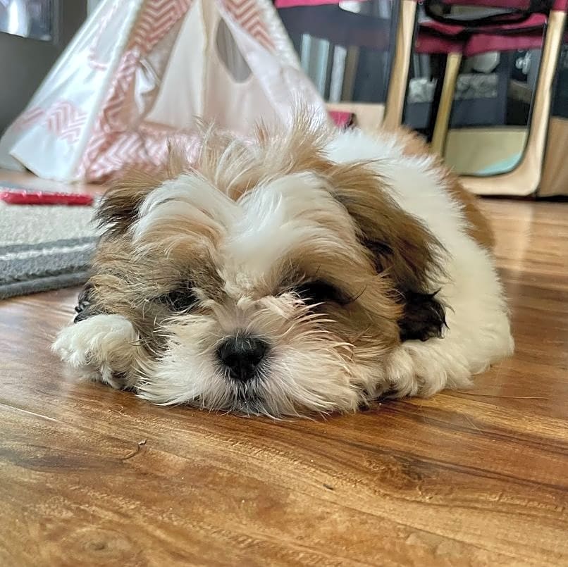 Photo of Maggie