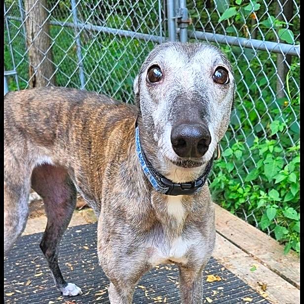 Photo of Taffy