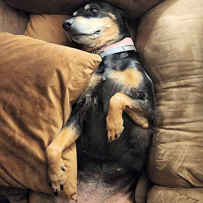 Photo of Stella