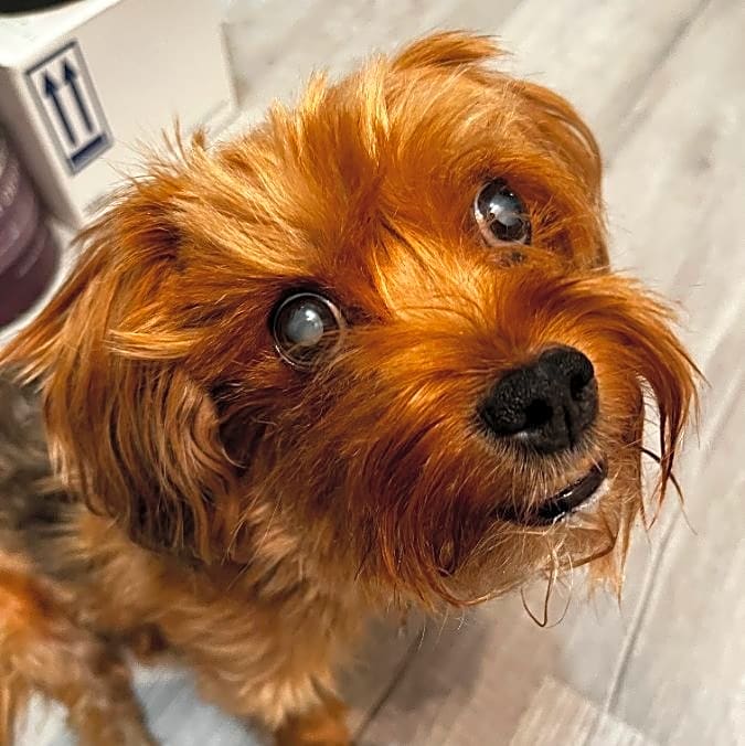 Photo of Lucy