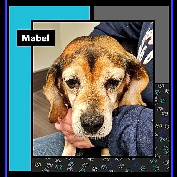 Photo of Mabel