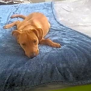 Photo of Aurora Buttercup