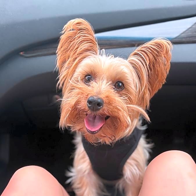 Photo of Baxter