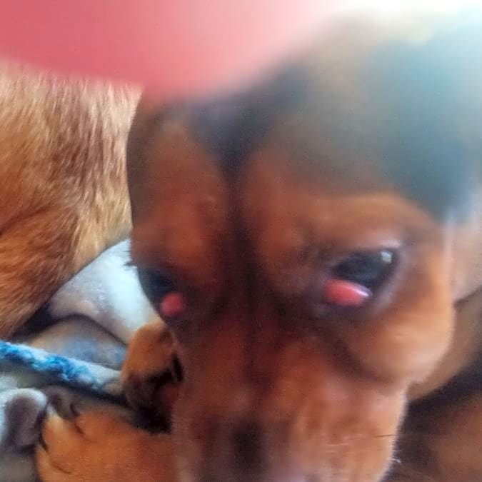 Photo of Shilo