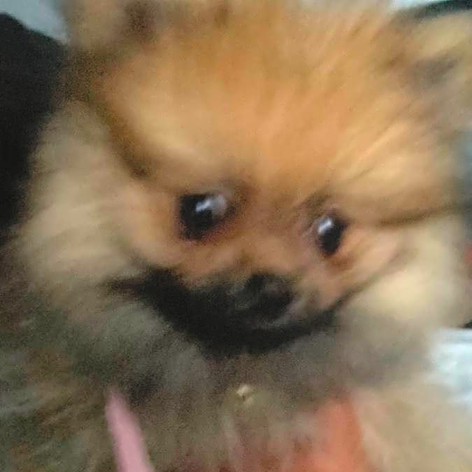 Photo of Sprinkles