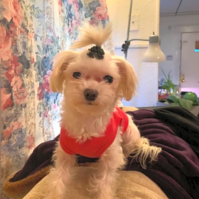 Photo of Lily