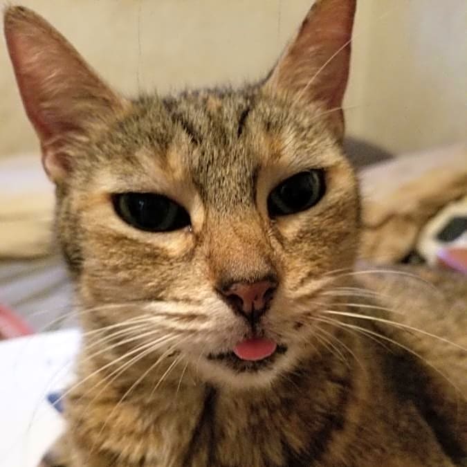 Photo of Pita