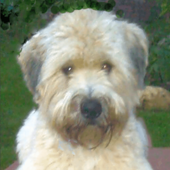 Photo of Chancey
