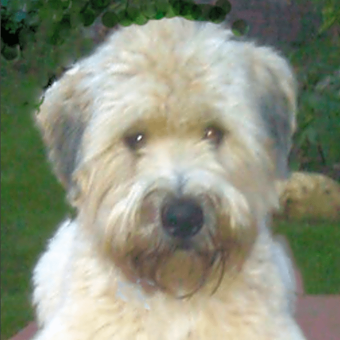 Photo of Chancey