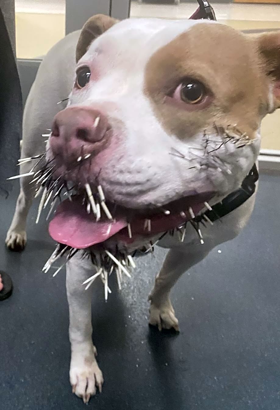 Photo of Pearl