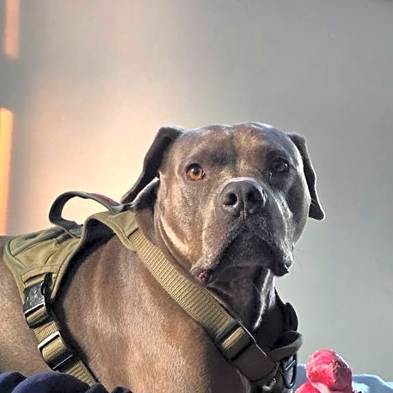 Photo of Teddy