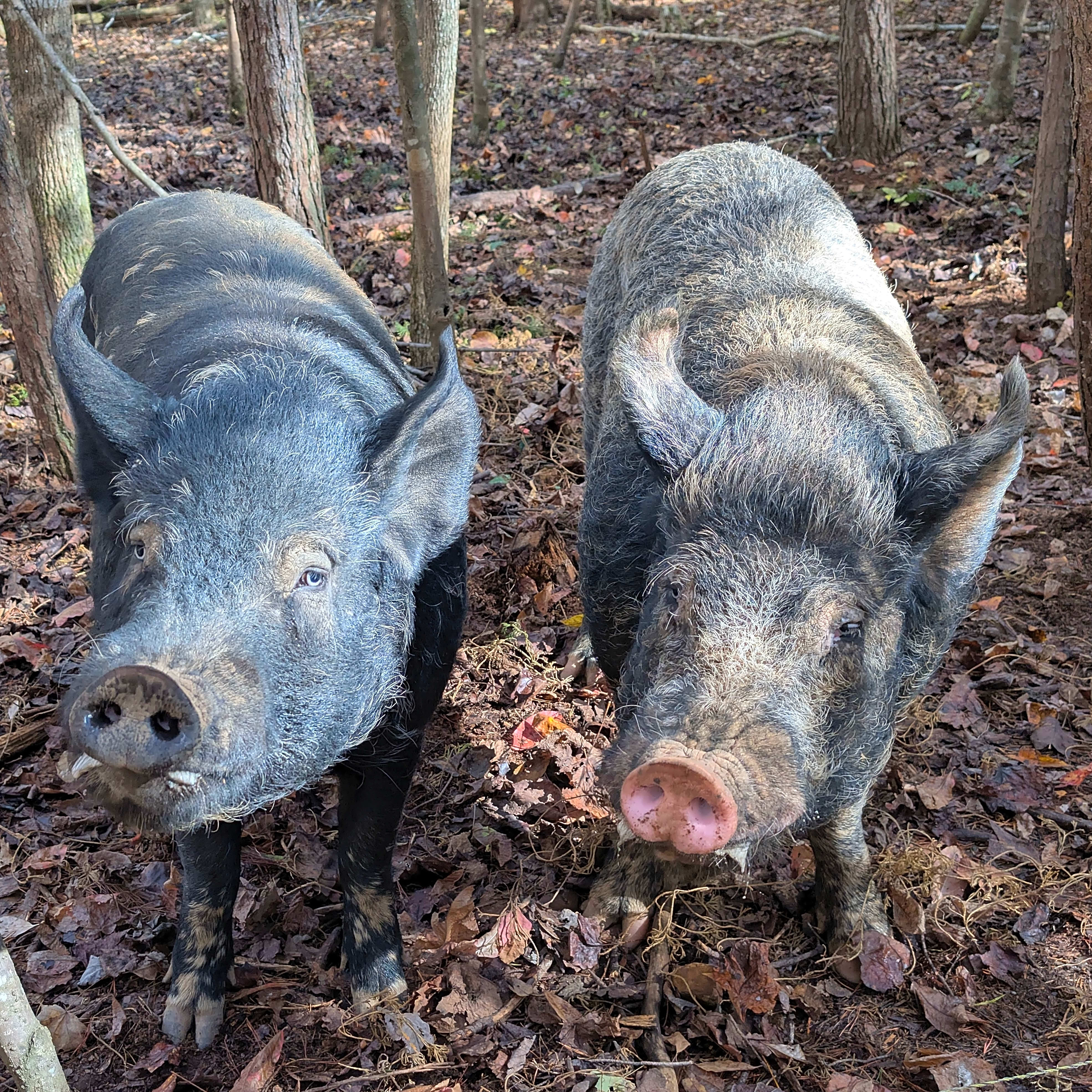 Photo of Ziggy and Piggy
