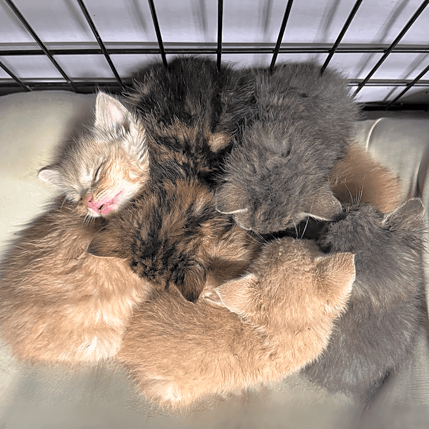 Photo of The Dragons Litter