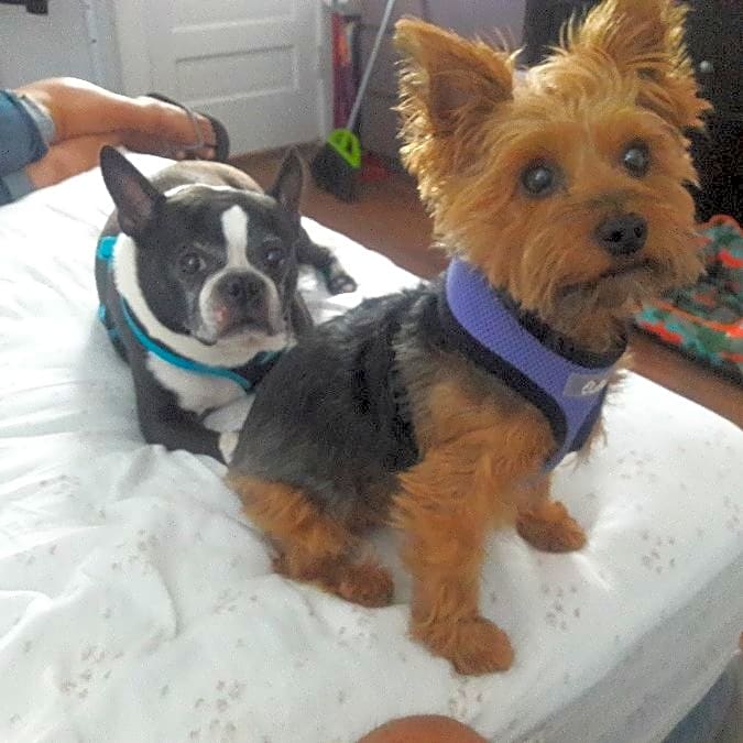 Photo of Daisy