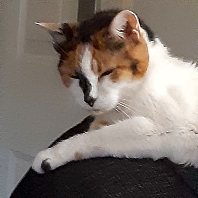 Photo of Cali