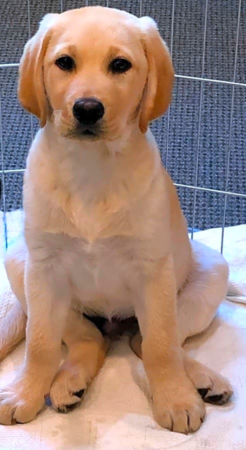 Photo of Sunny