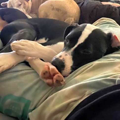 Photo of Oreo