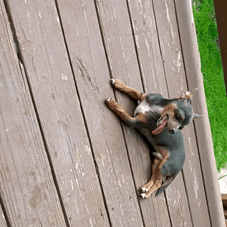 Photo of Chi chi