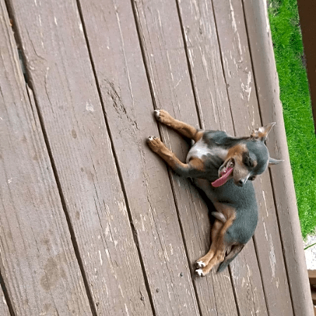 Photo of Chi chi