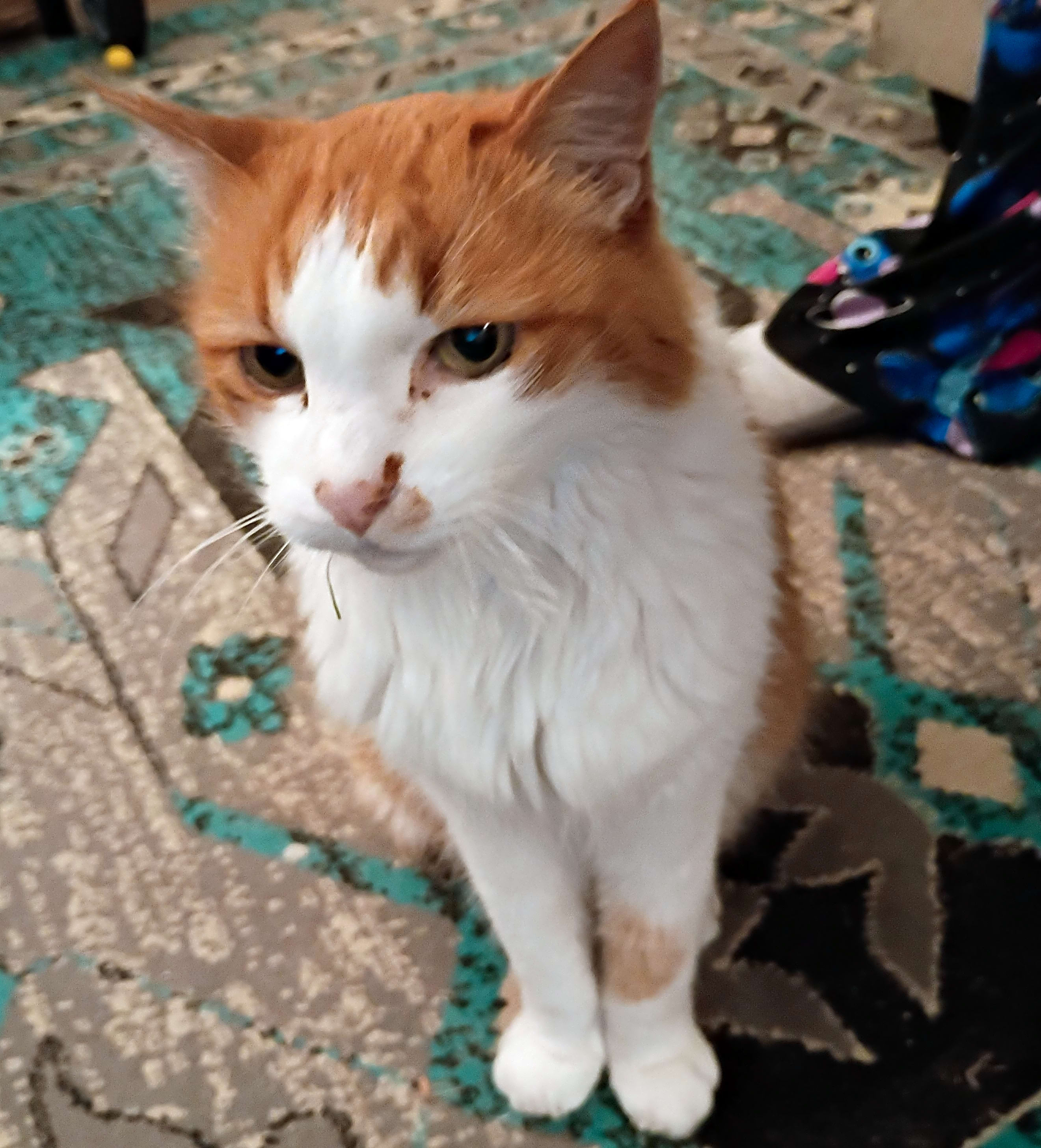 Photo of Little Boy