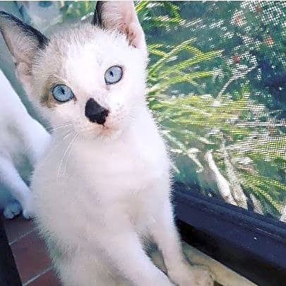 Photo of Odin