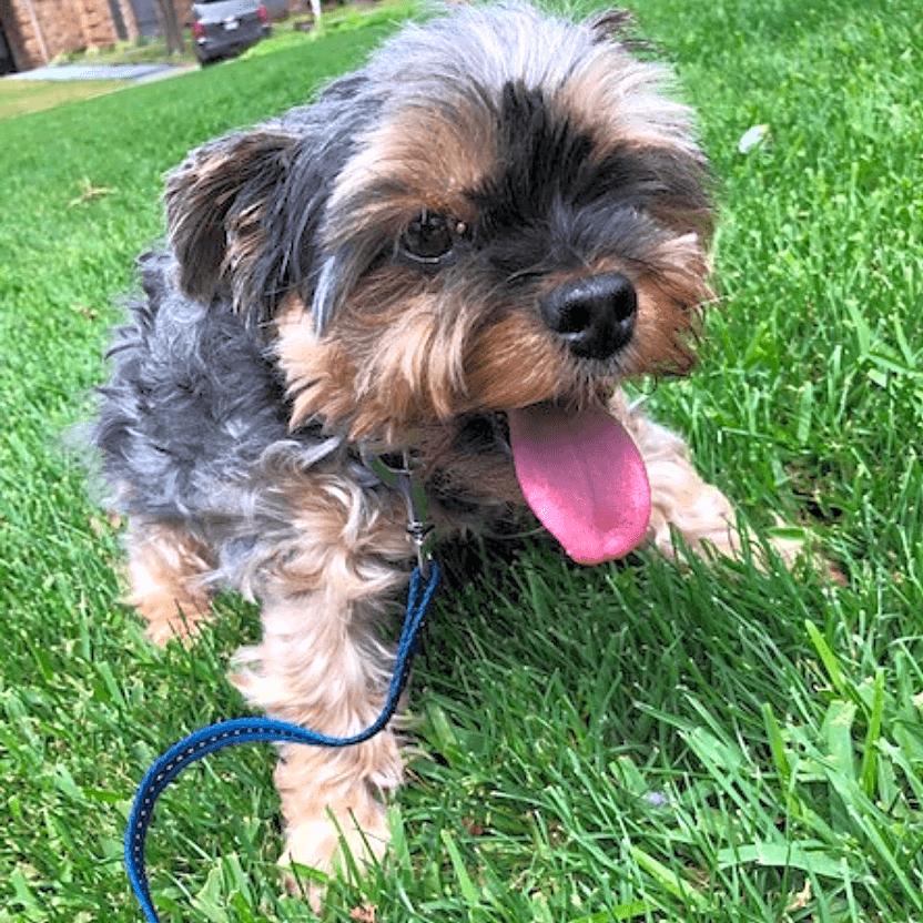 Photo of Kiwi