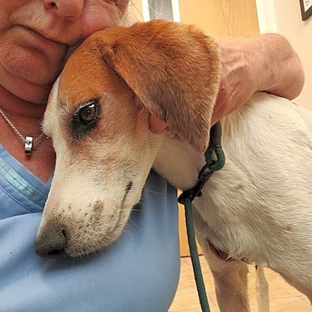 Photo of Scooter