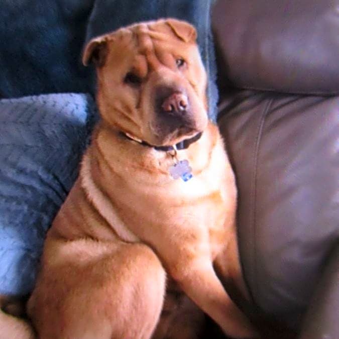 Photo of Indiana Jones