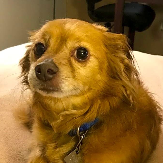 Photo of Falcor