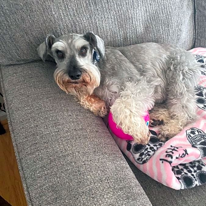 Photo of Cooper