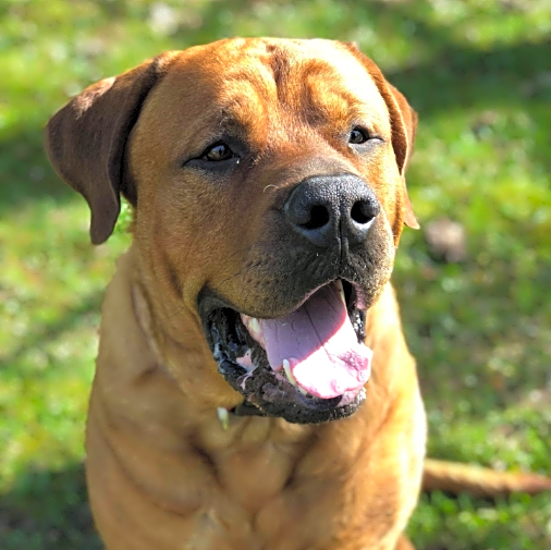 Photo of Bullet