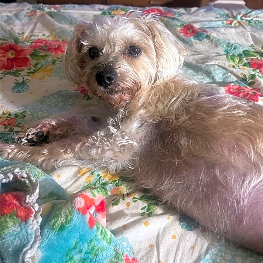 Photo of Stella
