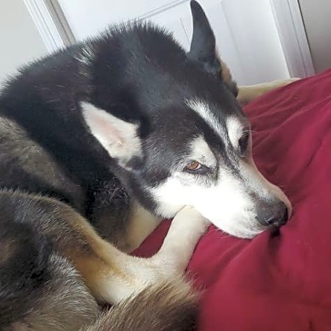 Photo of Mowgli