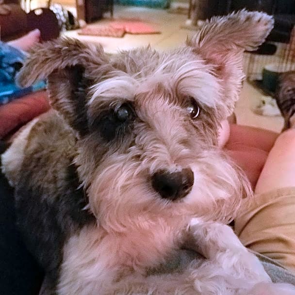 Photo of Toby
