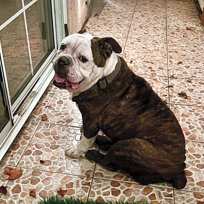 Photo of Ace of Hearts Animal