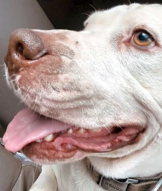 Photo of Bubba