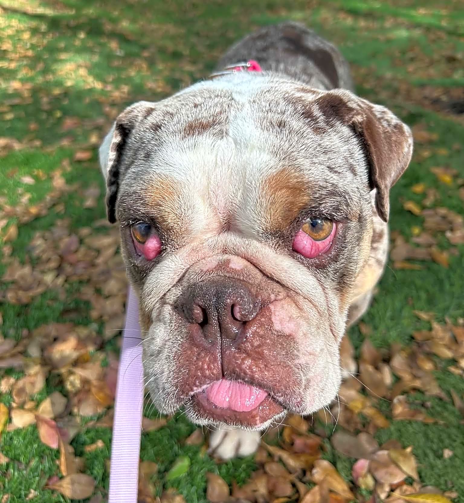Photo of Harvey