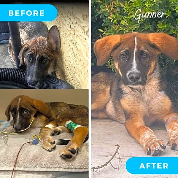 Photo of Gunner