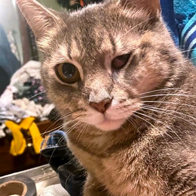 Photo of Kitty Foo