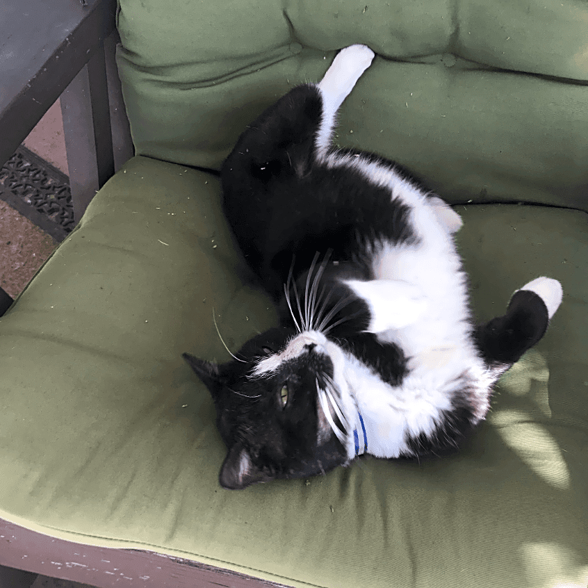 Photo of Buddy